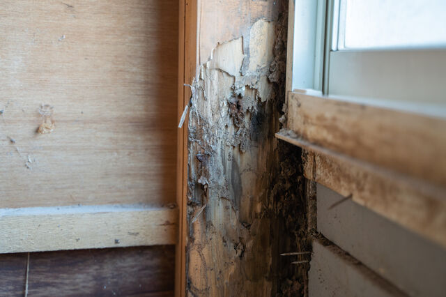 シロアリ駆除・予防